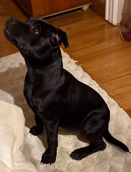 Staffordshire Bull Terrier in famiglia